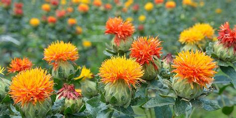 what is safflower.